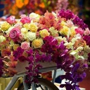 Meet your Posher, Donna